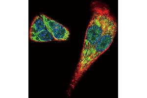 Confocal immunofluorescent analysis of MDK Antibody (C-term) (ABIN656014 and ABIN2845390) with HepG2 cell followed by Alexa Fluor 488-conjugated goat anti-rabbit lgG (green). (Midkine Antikörper  (C-Term))