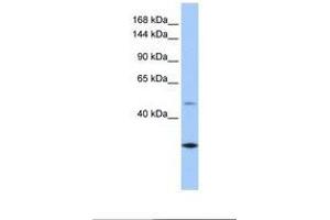 Image no. 1 for anti-Calmin (CLMN) (AA 851-900) antibody (ABIN6738907) (CLMN Antikörper  (AA 851-900))