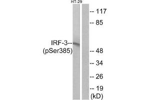 Western Blotting (WB) image for anti-Interferon Regulatory Factor 3 (IRF3) (pSer385) antibody (ABIN1847283) (IRF3 Antikörper  (pSer385))