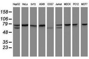 Image no. 2 for anti-Coiled-Coil Domain Containing 93 (CCDC93) (AA 293-631) antibody (ABIN1491350) (CCDC93 Antikörper  (AA 293-631))