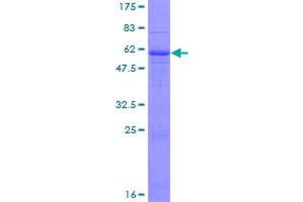 SPINT2 Protein (AA 1-252) (GST tag)