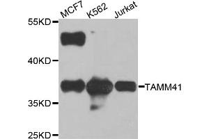 Western blot analysis of extracts of various cell lines, using TAMM41 antibody. (TAM41 Antikörper)