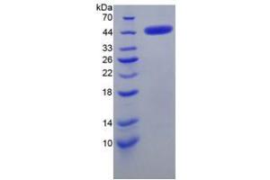 SDS-PAGE analysis of Mouse CRH Protein. (CRH Protein)