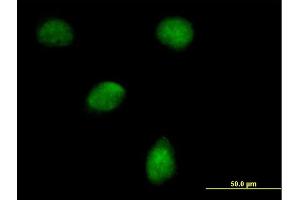 Immunofluorescence of purified MaxPab antibody to EGLN3 on HeLa cell. (EGLN3 Antikörper  (AA 1-239))