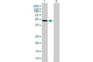 Western Blot analysis of EFEMP1 expression in transfected 293T cell line by EFEMP1 MaxPab polyclonal antibody. (FBLN3 Antikörper  (AA 1-493))