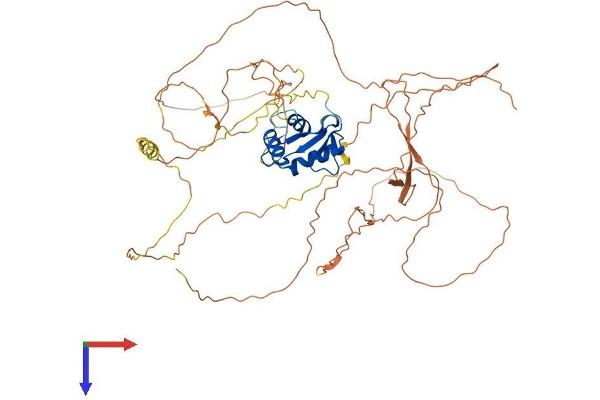 ELF1 Protein (AA 1-612) (His tag)