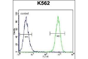 TAF4B Antibody (C-term) (ABIN656097 and ABIN2845440) flow cytometric analysis of K562 cells (right histogram) compared to a negative control cell (left histogram). (TAF4B Antikörper  (C-Term))