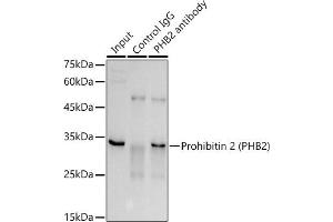 Immunoprecipitation analysis of 300 μg extracts of A-549 cells using 3 μg Prohibitin 2 (PHB2) antibody (ABIN1681345, ABIN3018997, ABIN3018998, ABIN5664807 and ABIN6220664). (Prohibitin 2 Antikörper  (AA 1-299))