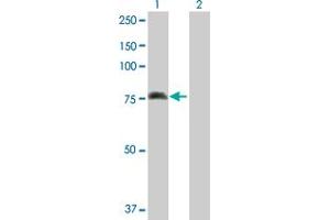 Western Blot analysis of ALOX15 expression in transfected 293T cell line by ALOX15 MaxPab polyclonal antibody.
