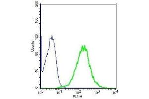 Human A549 cells probed with Rabbit Anti-LOX1 Polyclonal Antibody, Unconjugated .