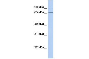 WB Suggested Anti-DNAJC1 Antibody Titration:  0. (DNAJC1 Antikörper  (Middle Region))