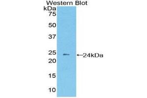 Western Blotting (WB) image for anti-Protocadherin beta 2 (PCDHb2) (AA 79-253) antibody (ABIN1860139) (PCDHb2 Antikörper  (AA 79-253))
