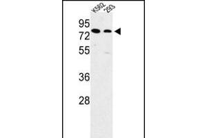 Western blot analysis of SLC3A1 Antibody (Center) (ABIN652750 and ABIN2842494) in K562, 293 cell line lysates (35 μg/lane). (SLC3A1 Antikörper  (AA 156-184))
