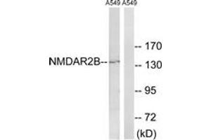Western blot analysis of extracts from A549 cells, using NMDAR2B (Ab-1336) Antibody. (GRIN2B Antikörper  (AA 1302-1351))