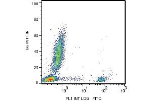 Surface staining of human peripheral blood with anti-CD20 (2H7) FITC. (CD20 Antikörper  (FITC))