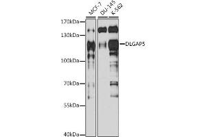 Western blot analysis of extracts of various cell lines, using DLG antibody (ABIN6130274, ABIN6139656, ABIN6139657 and ABIN6217626) at 1:1000 dilution. (DLGAP5 Antikörper  (AA 547-846))