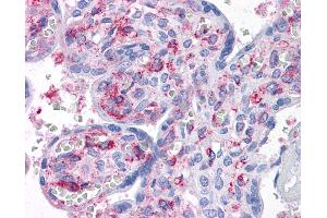 Anti-CAB39L antibody IHC of human placenta. (CAB39L Antikörper  (AA 1-367))