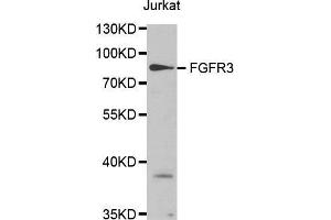 FGFR3 anticorps  (AA 39-138)