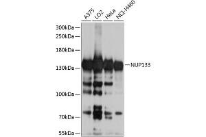 Western blot analysis of extracts of various cell lines, using NUP133 antibody (ABIN6128362, ABIN6144950, ABIN6144951 and ABIN6224804) at 1:1000 dilution. (NUP133 Antikörper  (AA 730-930))