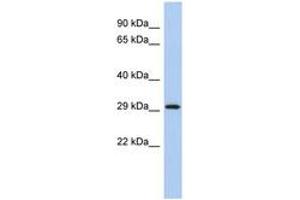Image no. 1 for anti-14-3-3 epsilon (YWHAE) (C-Term) antibody (ABIN6744347) (YWHAE Antikörper  (C-Term))