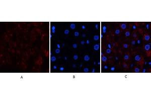 Immunofluorescence analysis of human liver tissue. (Catalase Antikörper  (C-Term))