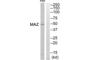 Western blot analysis of extracts from K562 cells, using MAZ antibody. (MAZ Antikörper  (Internal Region))