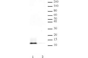 Histone H4 pan-acetyl antibody (pAb) tested by Western blot.