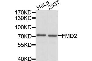 Western blot analysis of extracts of HeLa and 293T cells, using FMO2 antibody. (FMO2 Antikörper)