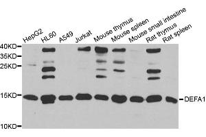 Western blot analysis of extracts of various cell lines, using DEFA1 antibody (ABIN5974152) at 1/1000 dilution. (alpha Defensin 1 Antikörper)