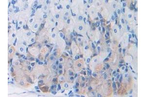 DAB staining on IHC-P; Samples: Mouse Stomach Tissue (Leptin Antikörper  (AA 22-167))