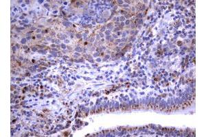 Image no. 5 for anti-Sialidase 1 (Lysosomal Sialidase) (NEU1) (AA 48-315) antibody (ABIN1491548)