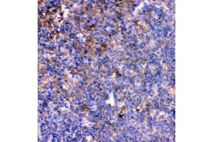 IHC analysis of IL7 using anti-IL7 antibody (ABIN3044526). (IL-7 Antikörper  (AA 26-154))