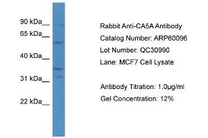 WB Suggested Anti-CA5A  Antibody Titration: 0. (CA5A Antikörper  (C-Term))