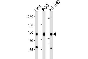 Western blot analysis of lysates from Hela, PC-3, HT-1080 cell line (from left to right), using CD44 Antibody (C-term) . (CD44 Antikörper  (C-Term))