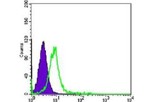 Flow cytometric analysis of K562 cells using CHD3 mouse mAb (green) and negative control (purple). (CHD3 Antikörper)