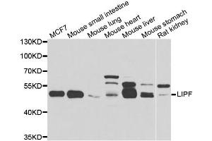 Western blot analysis of extracts of various cell lines, using LIPF antibody.