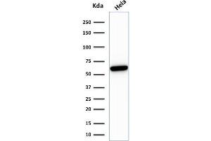 Western Blot Analysis of HeLa cell lysate using HSP60 Mouse Recombinant Monoclonal Antibody (rGROEL/780). (Rekombinanter HSPD1 Antikörper)