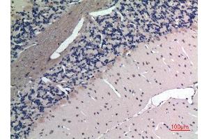Immunohistochemistry (IHC) image for anti-Apelin (APLN) (C-Term) antibody (ABIN3187705)