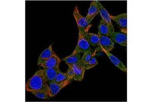 Immunofluorescence (IF) image for anti-Bone Morphogenetic Protein 4 (BMP4) antibody (ABIN181146) (BMP4 Antikörper)