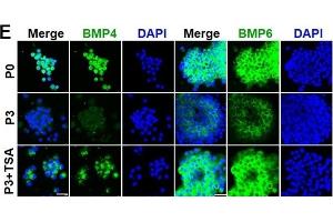 Immunofluorescence (Cultured Cells) (IF (cc)) image for anti-Bone Morphogenetic Protein 4 (BMP4) antibody (ABIN2854883)