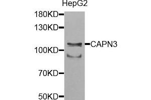 Western blot analysis of extracts of HepG2 cells, using CAPN3 antibody. (Calpain 3 Antikörper)