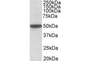 CHRM2 Antibody  staining of Mouse Brain lysate at 2 µg/ml (35µg protein in RIPA buffer). (Muscarinic Acetylcholine Receptor M2 Antikörper  (Internal Region))