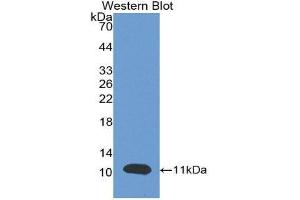 Western Blotting (WB) image for anti-Brain Natriuretic Peptide (BNP) (AA 27-134) antibody (ABIN1077872) (BNP Antikörper  (AA 27-134))