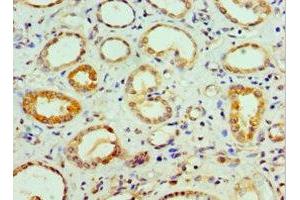 Immunohistochemistry of paraffin-embedded human kidney tissue using ABIN7148498 at dilution of 1:100 (COPS7A Antikörper  (AA 1-275))