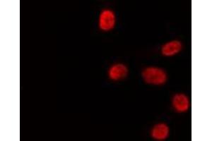 ABIN6278024 staining HepG2 by IF/ICC. (HLF Antikörper)