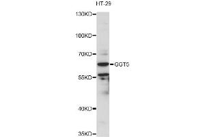 Western blot analysis of extracts of HT-29 cells, using GGT5 antibody (ABIN6292950) at 1:3000 dilution. (GGT5 Antikörper)