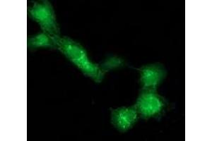 Anti-DTNA mouse monoclonal antibody (ABIN2454080) immunofluorescent staining of COS7 cells transiently transfected by pCMV6-ENTRY DTNA (RC223952). (DTNA Antikörper)