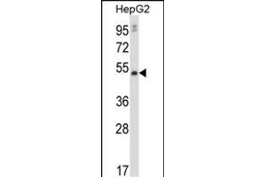 P20 Antibody (C-term) (ABIN657816 and ABIN2846783) western blot analysis in HepG2 cell line lysates (35 μg/lane). (MMP20 Antikörper  (C-Term))