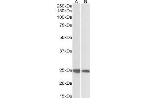 ABIN2562931 (0. (GRB2 Antikörper  (C-Term))
