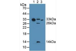 Figure. (C1QA Antikörper  (AA 28-245))
